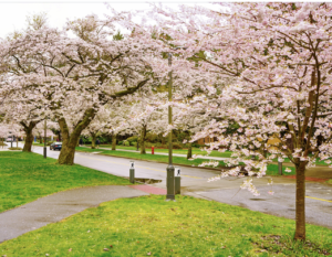 Best Washington, DC Cherry Blossom Trip Tips